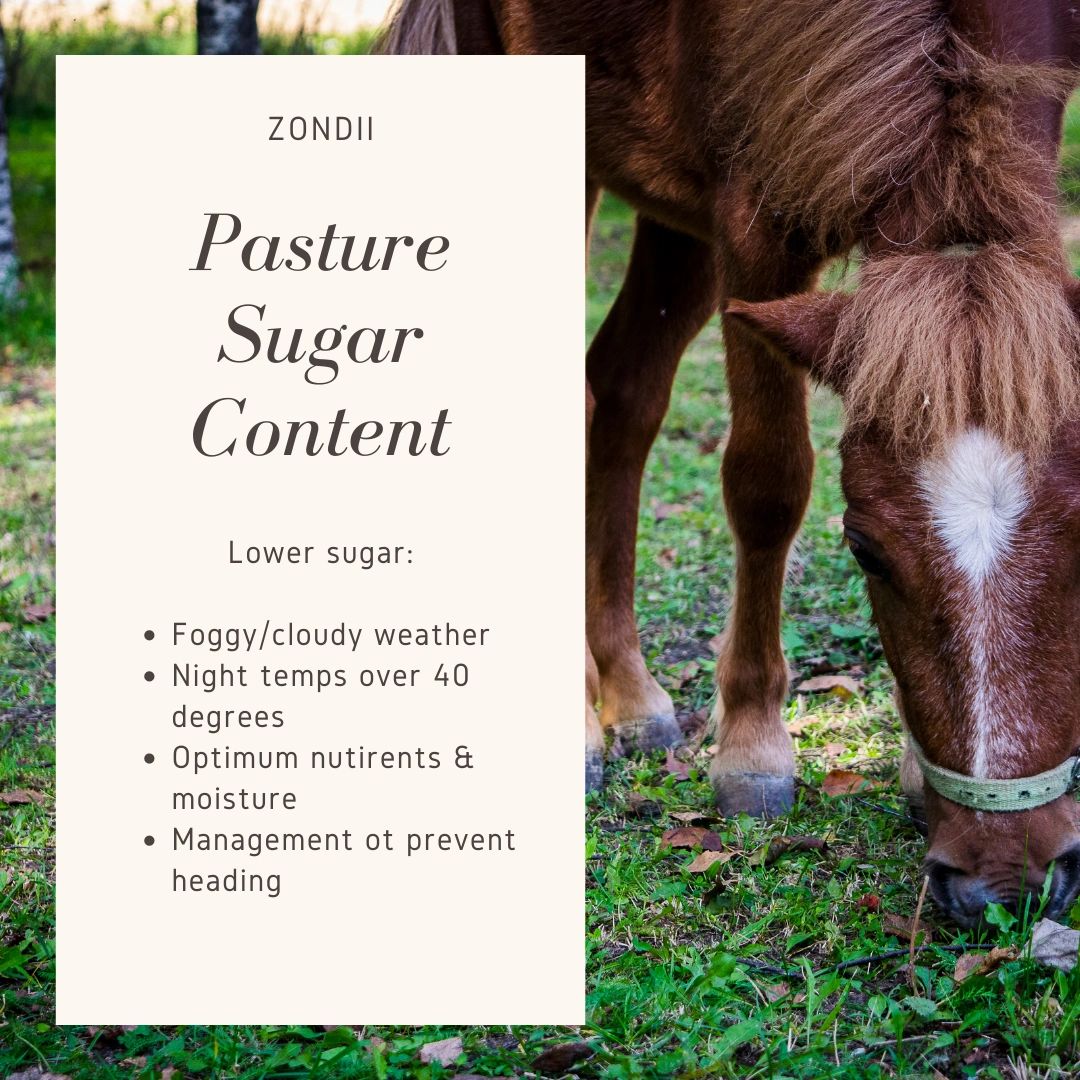 The problem of high sugar levels, (the NSC value) in grass